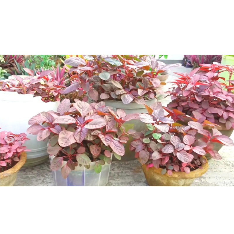 Picture of Lal Sak -30 gm Seed - All Season (50000+ Seed)