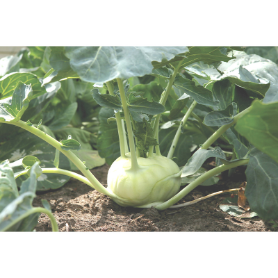 Picture of Olkopi / Kohlrabi Seed - 300+ Seed -  F1 Hybrid Seed