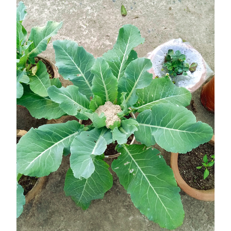 Picture of Fulkopi / Cauliflower Seed - 50+ pcs Seed