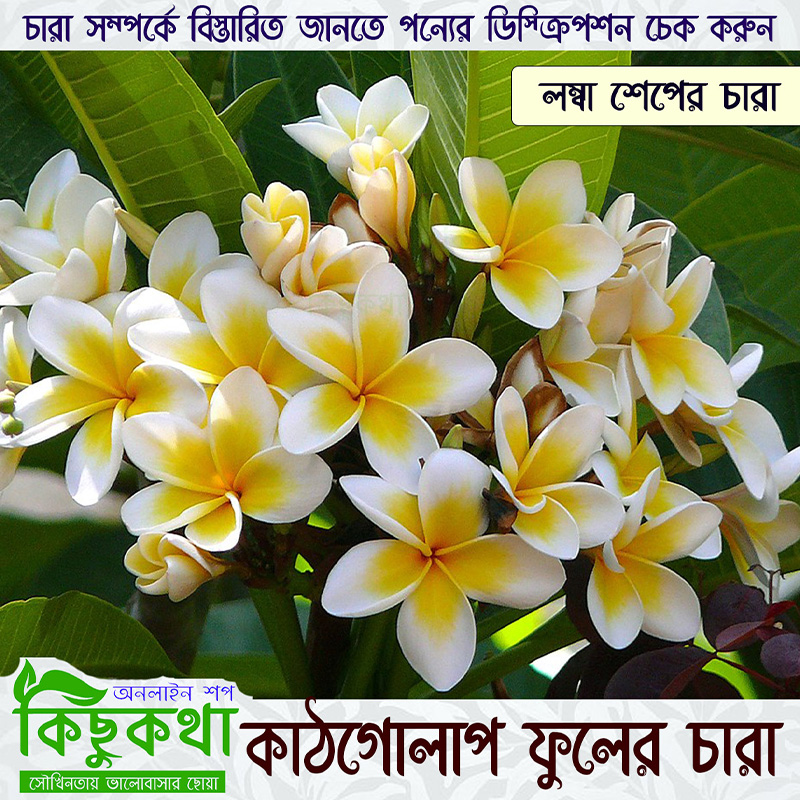 Picture of Kathgolap/Plumeria Flower Live Plant - 01 pcs - Yellowish White Color Flower - Small Size Plant (08-12 Inch)
