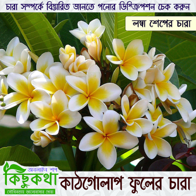 Picture of Kathgolap/Plumeria Flower Live Plant - 01 pcs - Yellowish White Color Flower - Small Size Plant (08-12 Inch)