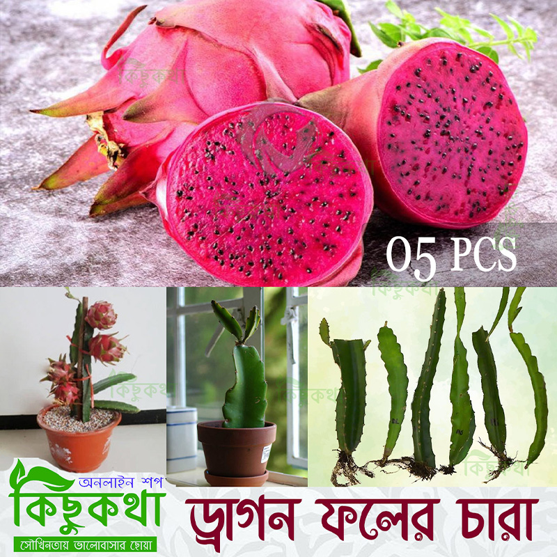 Picture of Dragon Fruit Live Plant - 05 pcs Red Dragon Plant With Root (8-12 inch Plant))