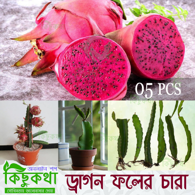Picture of Dragon Fruit Live Plant - 05 pcs Red Dragon Plant With Root (8-12 inch Plant))