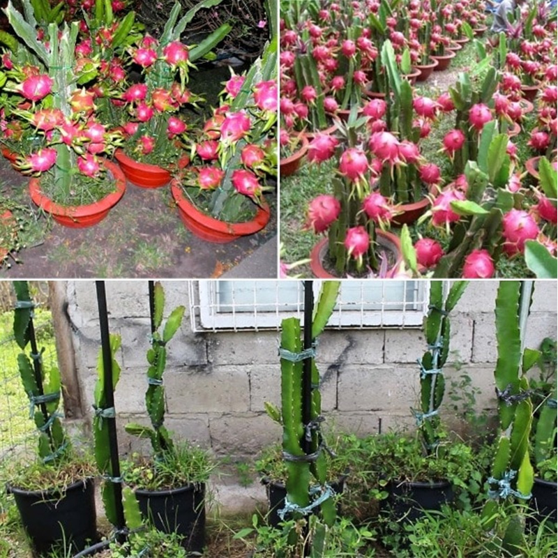 Picture of Dragon Fruit Live Plant - 05 pcs Red Dragon Plant With Root (8-12 inch Plant))