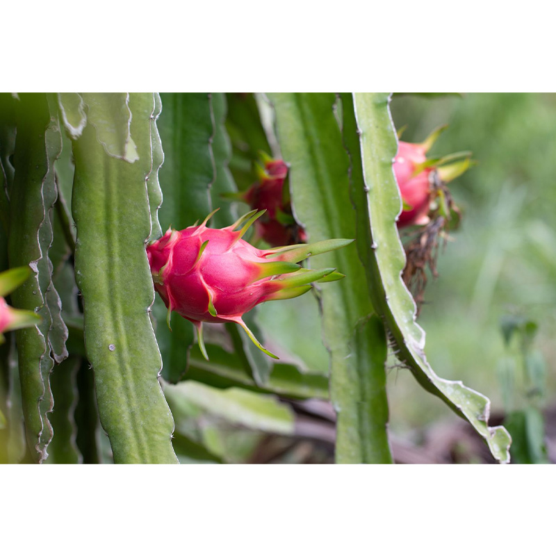 Picture of Dragon Fruit Live Plant - 05 pcs Red Dragon Plant With Root (8-12 inch Plant))