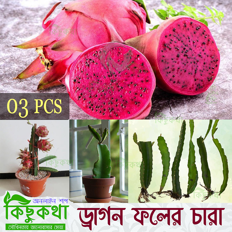 Picture of Dragon Fruit Live Plant - 03 pcs Red Dragon Plant With Root (8-12 inch Plant))