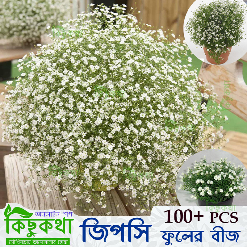 Picture of Gypsy Flower Seed - 100 pcs Mini Pack White Flower For All Season Seed