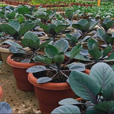 Picture of Combo Seed Pack - Brocholi & Red Cabbage Seed - 2 Type Seed- Brocholi 25 pcs and Red Cabbale 25 pcs Seed/ Combo code - veg1