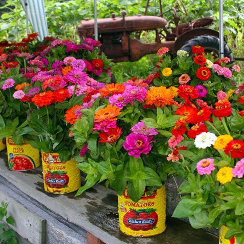 Picture of Combo Seed Pack  -3 Type Flower - Sunflower, Zinnia & Vinca / সূর্যমুখি , জিনিয়া ও নয়নতারা যথাক্রমে ২০, ১৫ ও ২৫ টা করে বীজ থাকবে - কোম্বো কোড - flw1