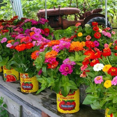 Picture of Combo Seed Pack  -3 Type Flower - Sunflower, Zinnia & Vinca / সূর্যমুখি , জিনিয়া ও নয়নতারা যথাক্রমে ২০, ১৫ ও ২৫ টা করে বীজ থাকবে - কোম্বো কোড - flw1