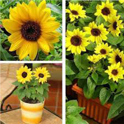 Picture of Combo Seed Pack  -3 Type Flower - Sunflower, Zinnia & Vinca / সূর্যমুখি , জিনিয়া ও নয়নতারা যথাক্রমে ২০, ১৫ ও ২৫ টা করে বীজ থাকবে - কোম্বো কোড - flw1