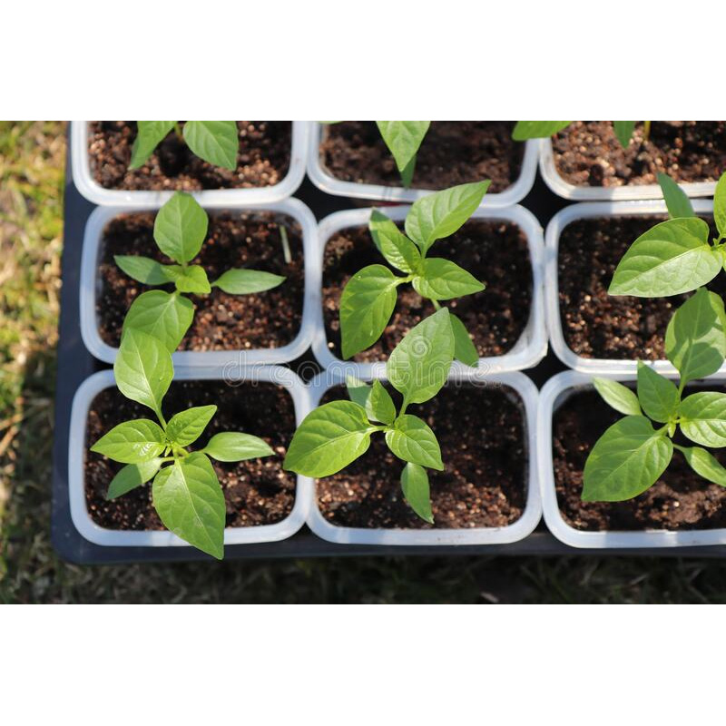 Picture of 3 Type Chili Seed Combo Pack - Capcicum, Long Chili & Suryamukhi Chili- ক্যাপসিকাম, লম্বা মরিচ ও সূর্যমুখী মরিচের  যথাক্রমে ২৫, ৫০ ও ২০ টা করে বীজ থাকবে - Combo code - veg1