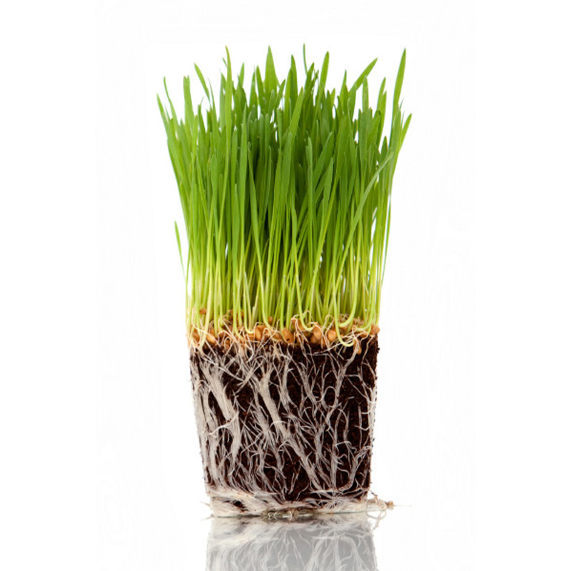 Picture of Cat Grass Seed - 50 gm/ 10000+ Seed For Cat and Other Animal Eating Grass