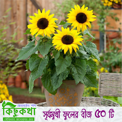 Picture of Sunflower - 50+ pcs Hybrid Seed All Season - Repack