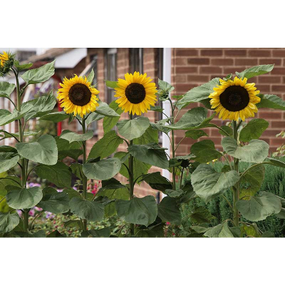 Picture of Sunflower - 50+ pcs Hybrid Seed All Season - Repack