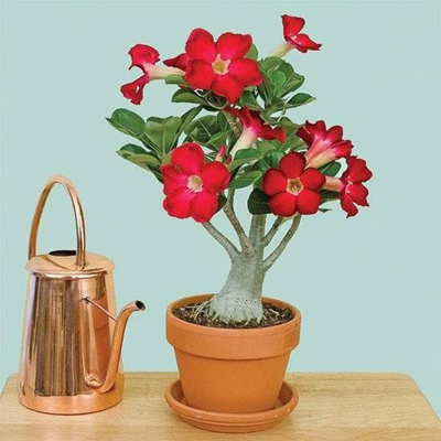 Picture of Adenium Flower Bonsai Small Plant - 01 pcs Mixed Color Flower 4 Month Age Plant