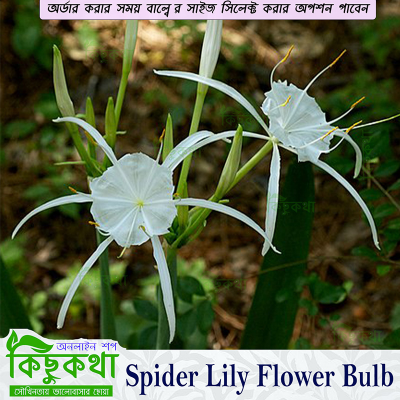 Picture of Spider lily Flower Bulb - 01 pcs Bulb -  Whiter Color Flower Mature Size bulb