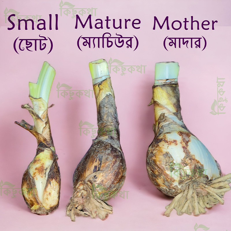 Picture of Spider lily Flower Bulb - 01 pcs Bulb -  Whiter Color Flower Mature Size bulb