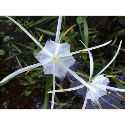 Picture of Spider lily Flower Bulb - 01 pcs Bulb -  Whiter Color Flower Mature Size bulb
