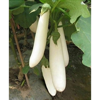 Picture of White Brinjal - Long Shape Brinjal Seed - 25  pcs Seed