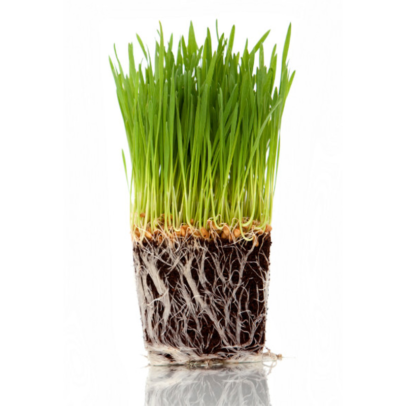 Picture of Rabbit Grass Seed - 10 Gram Seed For Rabbit Cat and Other Animal Eating Grass