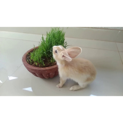 Picture of Rabbit Grass Seed - 10 Gram Seed For Rabbit Cat and Other Animal Eating Grass