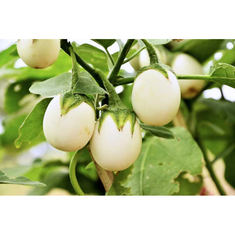 Picture of White Brinjal - Round Shape Egg Brinjal Seed - 25 pcs Seed