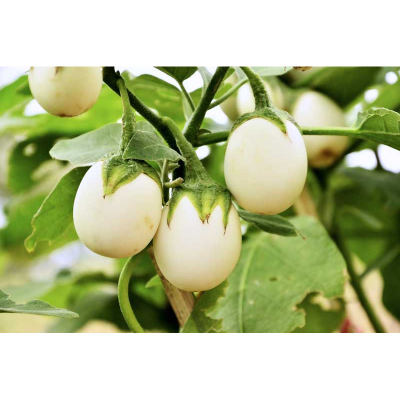 Picture of White Brinjal - Round Shape Egg Brinjal Seed - 25 pcs Seed