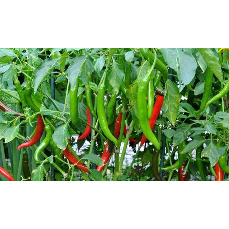 Picture of 7 Type Chili Seed Combo Pack