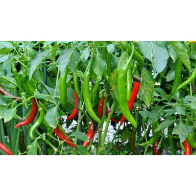 Picture of 7 Type Chili Seed Combo Pack