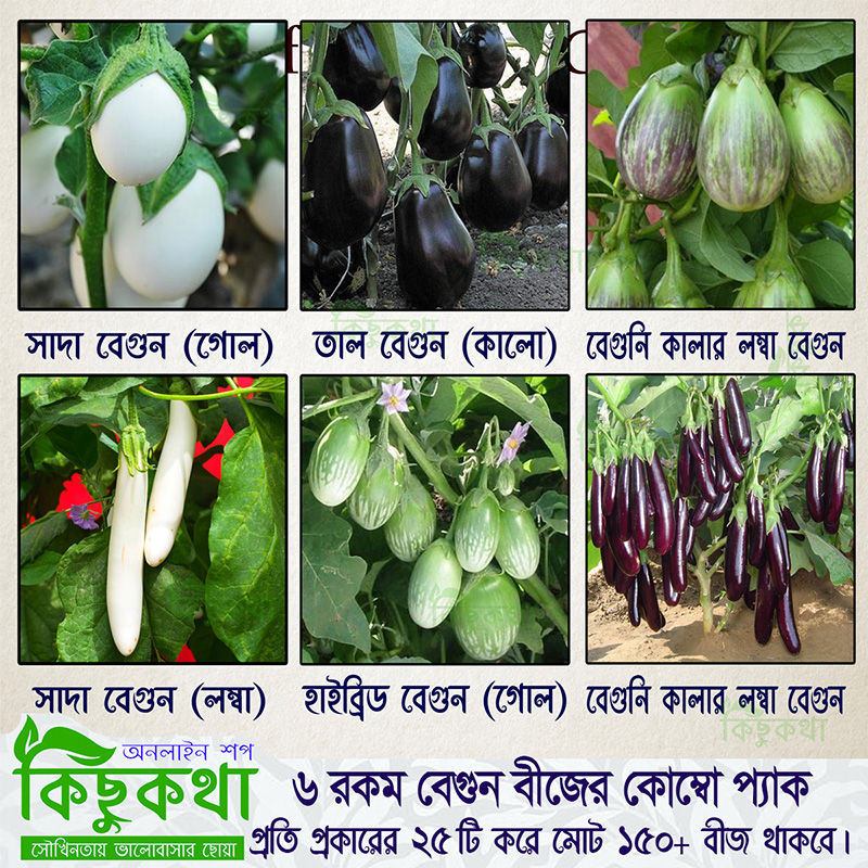Picture of 6 Type Brinjal Seed Combo Pack - Total 150+ Seed - ৬ রকম বেগুন বীজের কোম্বো প্রতি আইটেম ২৫+ করে বীজ