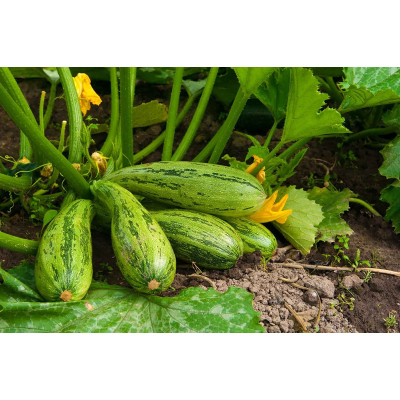 Picture of Foreign Vegetable Seed Combo Pack - 6 types of seeds - lettuce, broccoli, red cabbage, cucumber, squash and beetroot seeds together