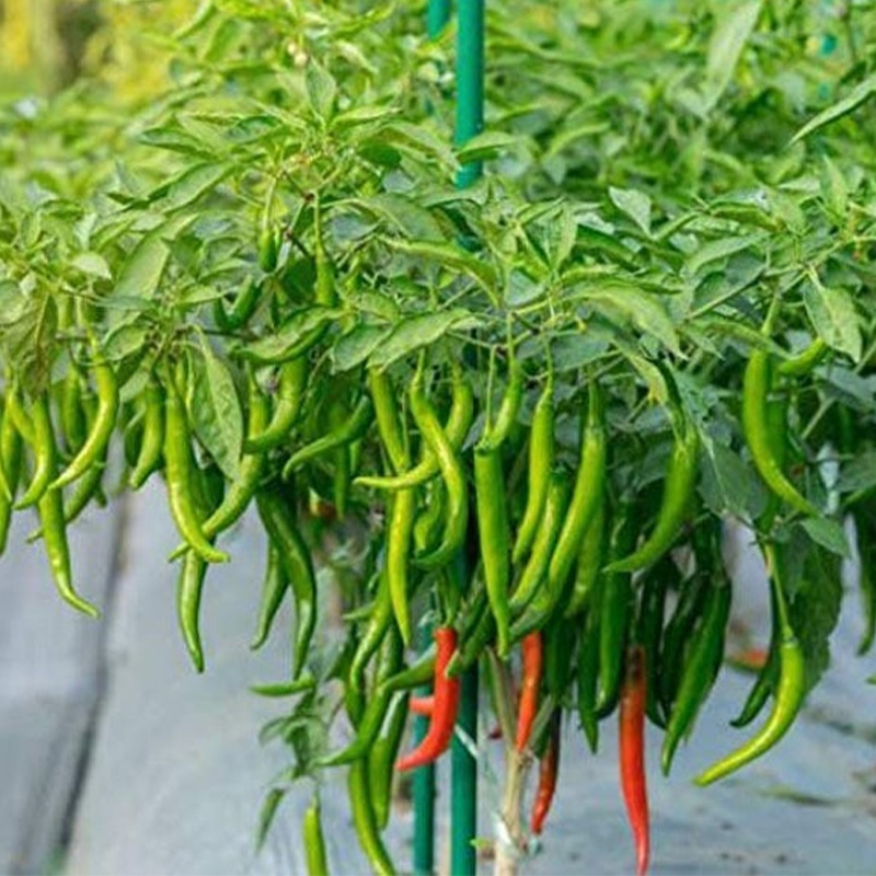 Picture of All Season Chili 30+ pcs seed