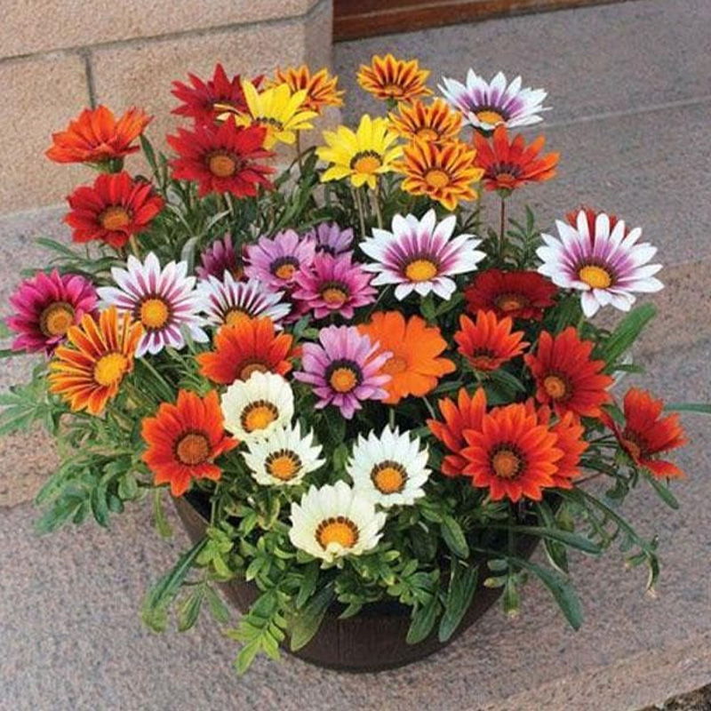 Picture of Gazania Flower Seed - 15+ Seed Multicolor Flower
