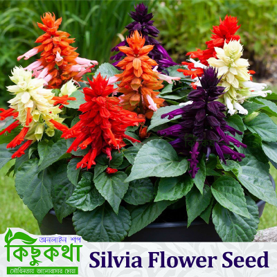 Picture of Silvia Flower Seed - 20+ pcs Seed Mixed Color - সিলভিয়া ফুলের বীজ মিক্স কালার ২০+ টি বীজ রিপ্যাক