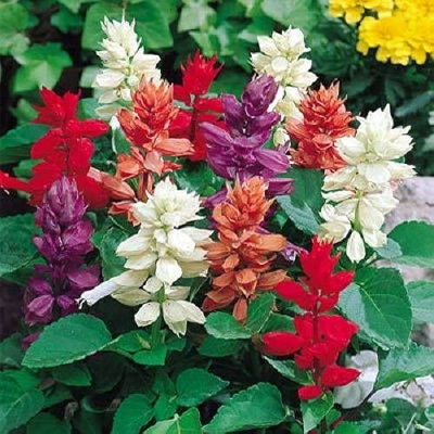 Picture of Silvia Flower Seed - 20+ pcs Seed Mixed Color - সিলভিয়া ফুলের বীজ মিক্স কালার ২০+ টি বীজ রিপ্যাক
