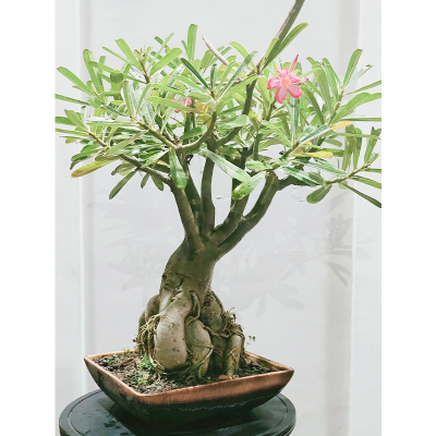 Picture of Bonsai Adenium 10+Seed Mixed Color All Season - বনসাই এডিনিয়াম  10 + বীজ সব মৌসুমের মিশ্রিত রঙ