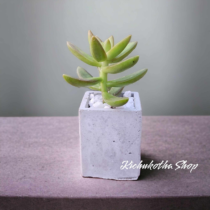 Picture of Square Shape Mini Plant Pot For Cactus Succulent Tubs Cement Made