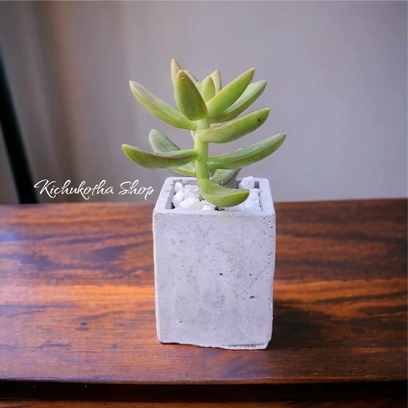 Picture of Square Shape Mini Plant Pot For Cactus Succulent Tubs Cement Made