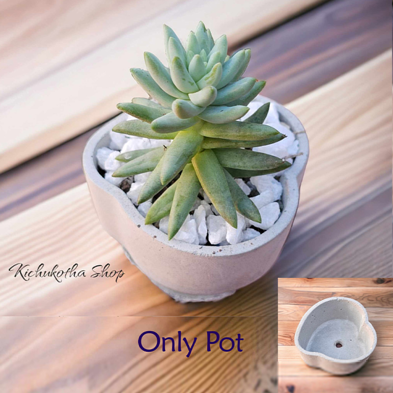 Picture of Love Shape Mini Plant Pot For Cactus Succulent and other mini plant potting tob concrete make only pot