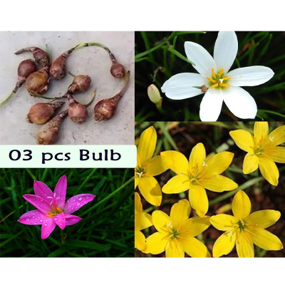 Picture of Rain Lily Flower Bulb (Big Seed) - 3  pcs - White/Pink/Yellow - Mix Color