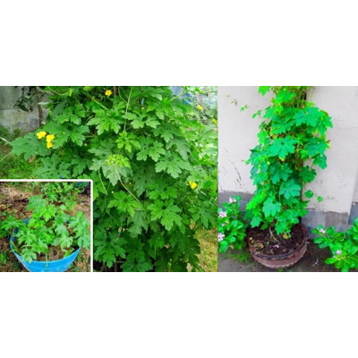 Picture of গজ করলা বীজ - হাইব্রিড বড় জাত - ২০+ পিচ বীজ