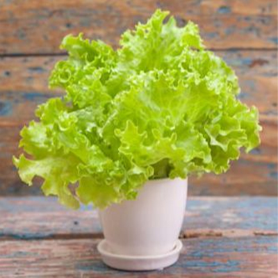 Picture of Lettuse / lettuce leaf biz - 35 pcs f1 hybrid