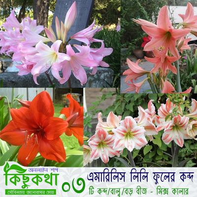 Picture of Amaryllis Lily - এমারিলিস লিলি ফুলের বাল্ব বা কন্দ - ০২ পিচ