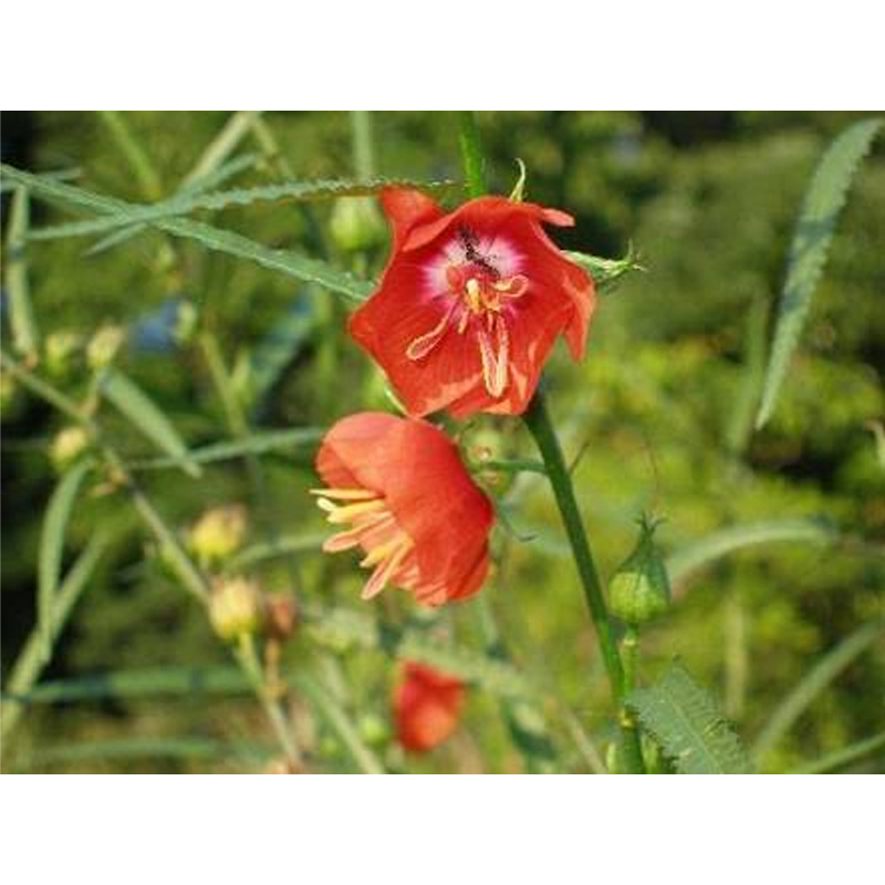 Picture of 10 Type Seed Combo - Flower and Vegetable Seed -  ৫ রকম ফুল ও ৫ রকম সবজী বীজের কোম্বো প্যাক -  কসমস/নয়নতারা/জিপসি/সূর্যমুখী/দুপুরমনি।লাউ/মিষ্টিকুমড়া/কলমি/পালং/মূলা