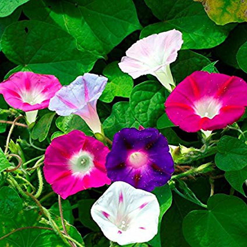 Picture of Morning Glory Flower Seed - 10+ Pcs Seed Mix Color All Season