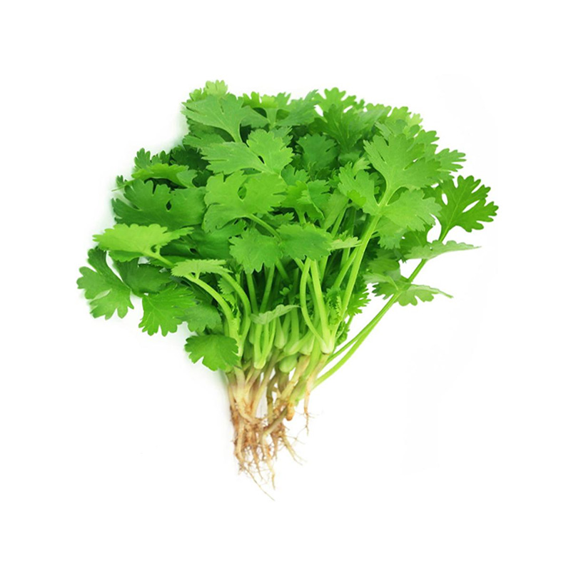 Picture of Dhonia (ধনিয়া পাতা )  - 10gm Hybrid Seed Mini Pack