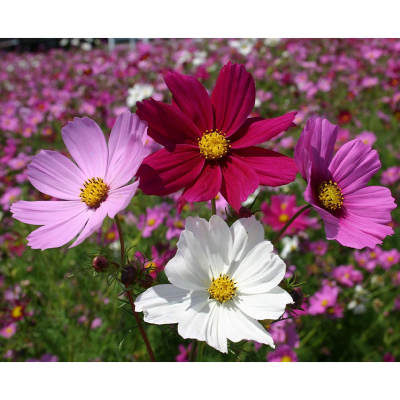Picture of Cosmos (কসমস ) Flower - 15 pcs Seed F2 Hybrid Mix Color