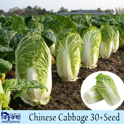 Picture of Chinese Cabbage Seed - 30+ pcs F1 Hybrid All Season - চাইনিস ক্যাবেজ