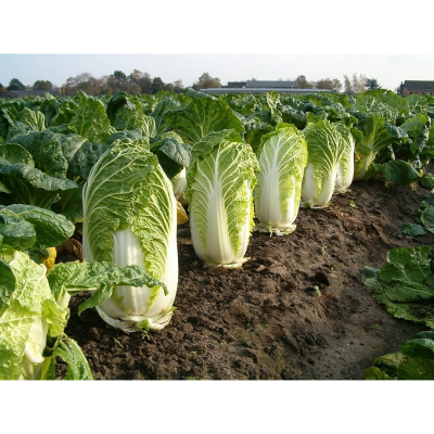 Picture of Chinese Cabbage Seed - 30+ pcs F1 Hybrid All Season - চাইনিস ক্যাবেজ